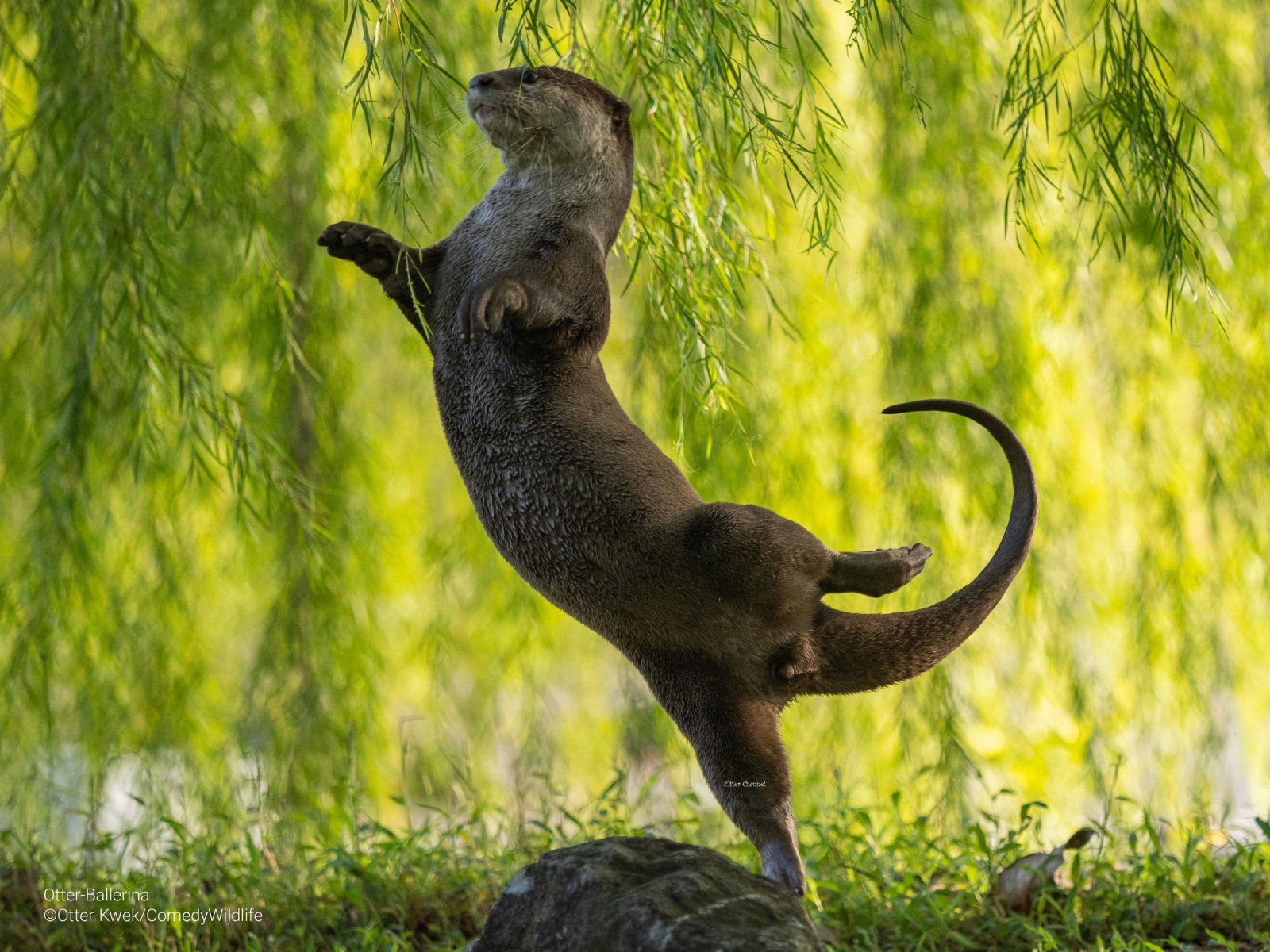 An otter in a ballerina position with a green leafy background