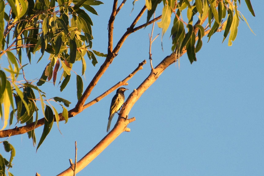 A Regent Honeyeater in a tree.