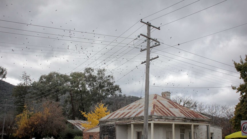 Hundreds of bats can be seen flying above a home in Tamworth NSW