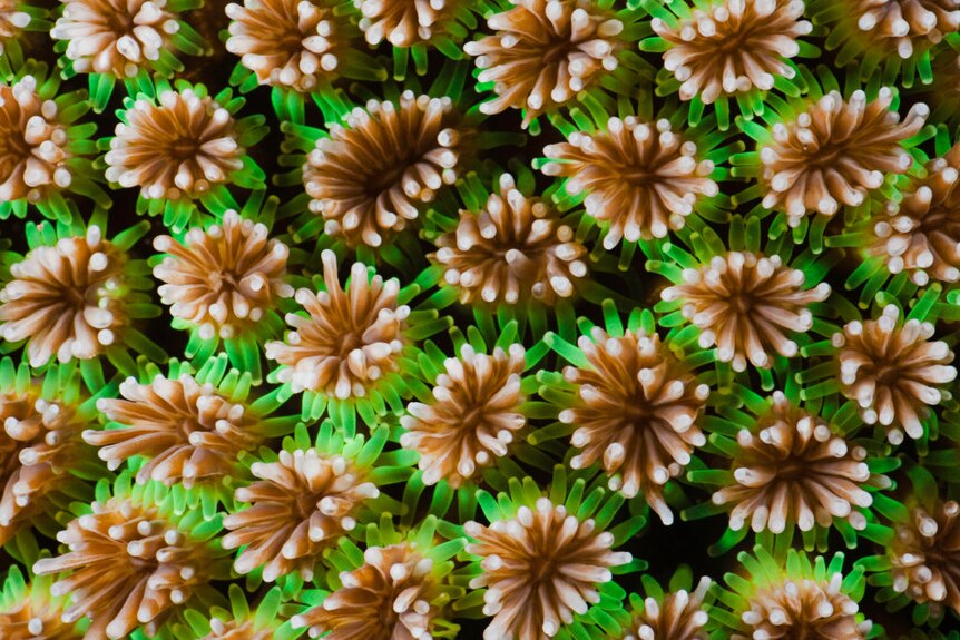 A close up of brightly coloured coral polyps.
