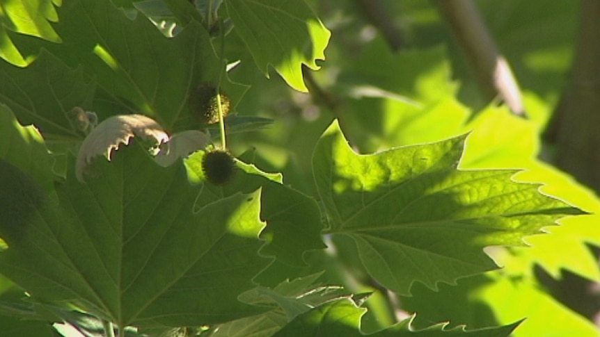 Large amounts of pollen is dumped on the ground from plane trees in East Perth