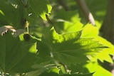 London Plane tree