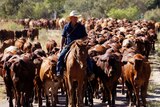 Control of stock routes to be handed back to councils under Queensland government plan.