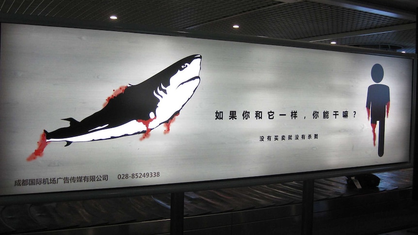 An anti shark fin poaching campaign poster in China.