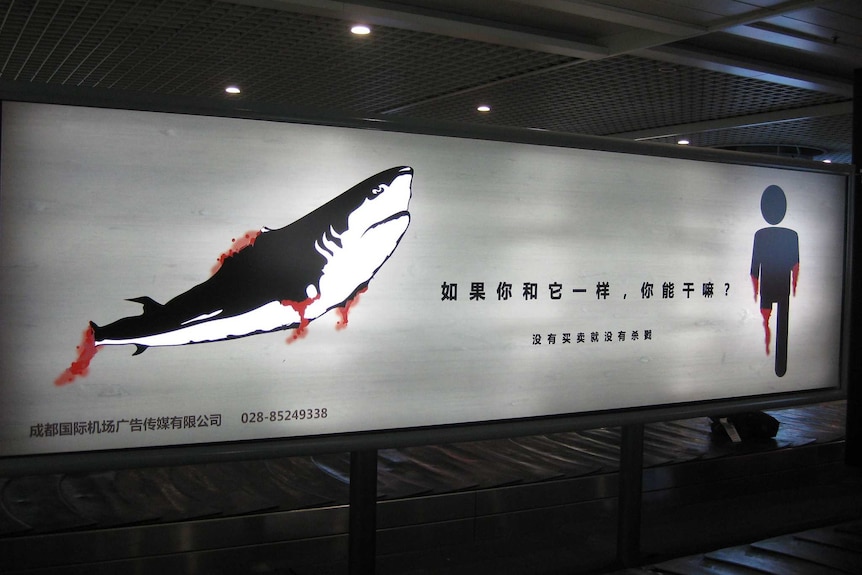 An anti shark fin poaching campaign poster in China.