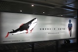 An anti shark fin poaching campaign poster in China.