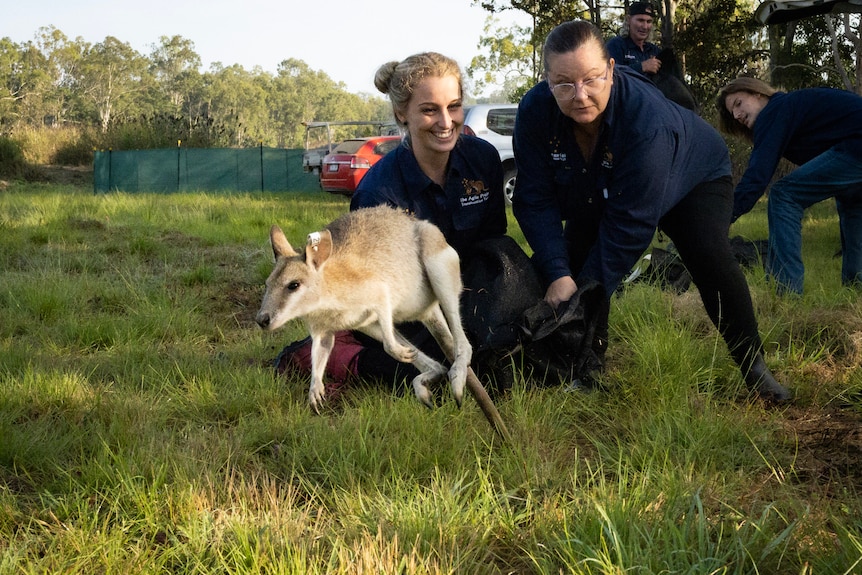 A wallaby hops towards the camera, people are crouched behind holding a release bag