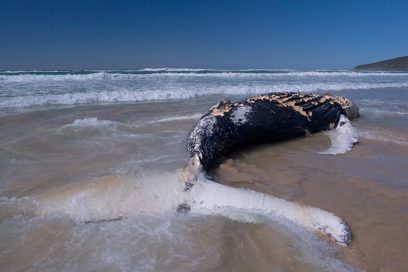 Dead whale in the shallow waters on Angourie beach on 10th September 2017.