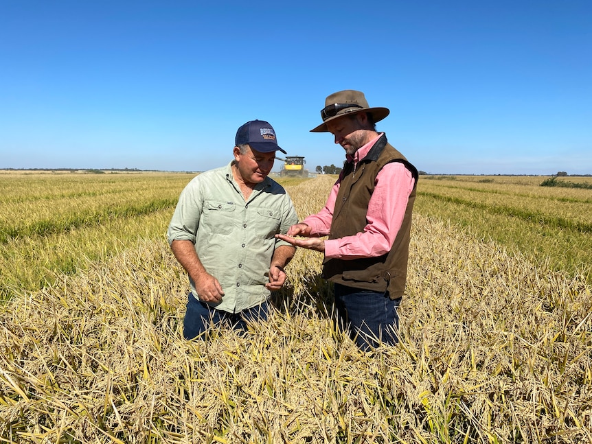 Two men standing in a rice paddock looking a sample of rice, a header is working the paddock behind them stripping rice..