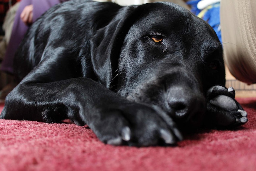 A black labrador dog lying on a red carpet.