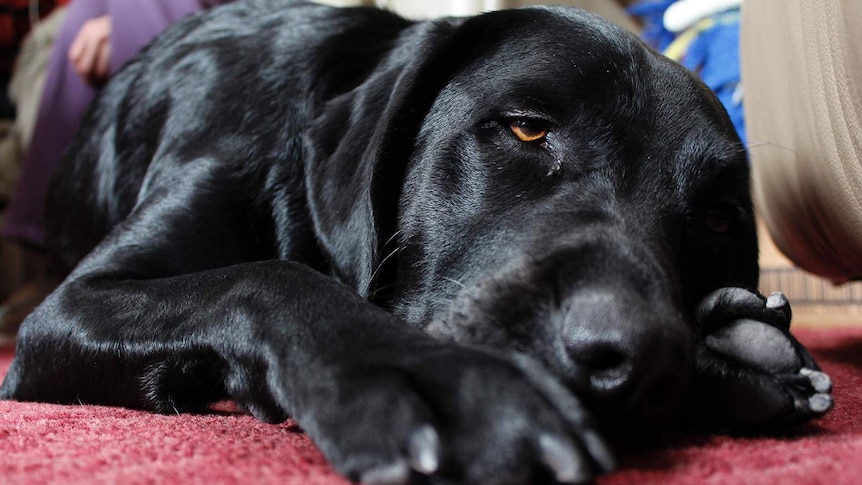 Jacob the assistance dog, a black labradorwith big brown eyes, lies on the floor