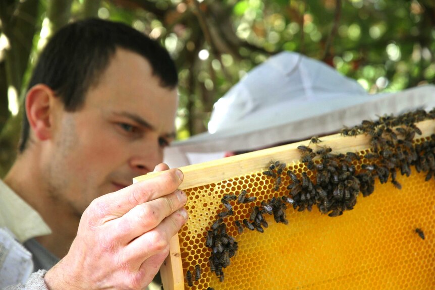 A close up of a man holding up a row of a bee hive to inspect it, it is full of bees.