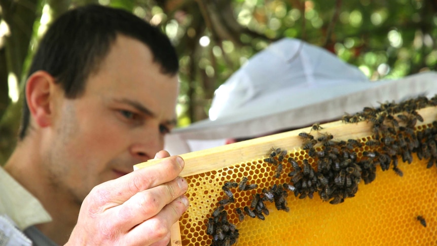 A close up of a man holding up a row of a bee hive to inspect it, it is full of bees.