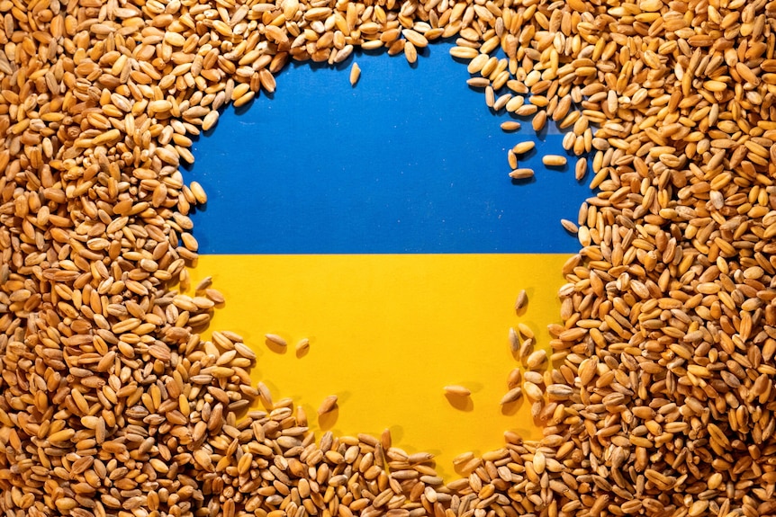 Blue and yellow ukrainian flag covered by grains. 
