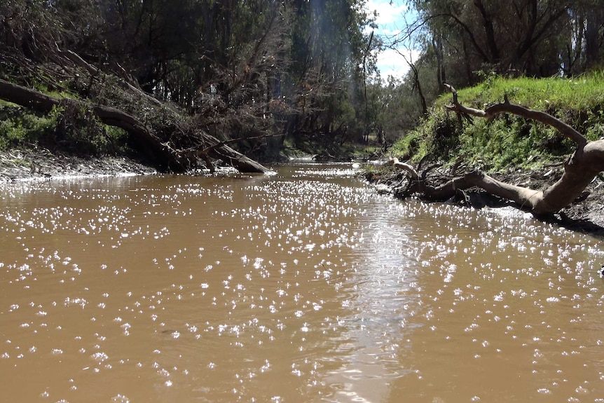 Thousands of gas bubbles on the surface of Charleys Creek near Chinchilla.