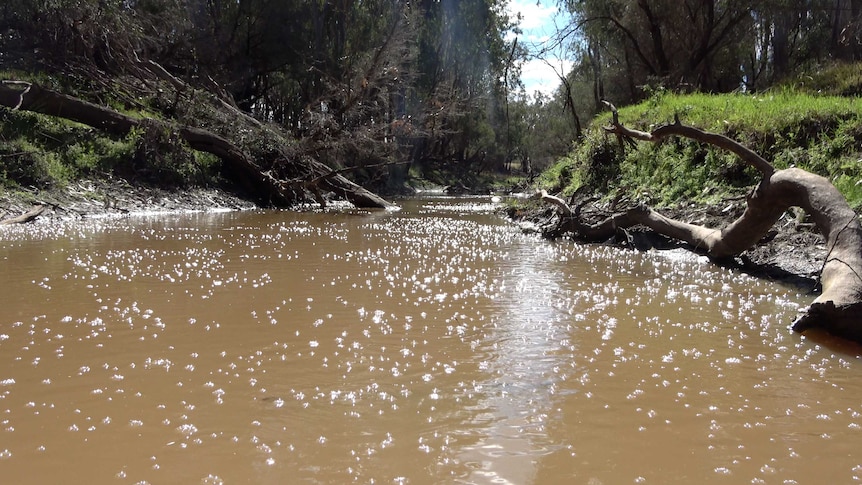 Thousands of gas bubbles on the surface of Charleys Creek near Chinchilla.