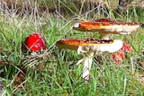 Mushrooms growing in Kuitpo Forest.