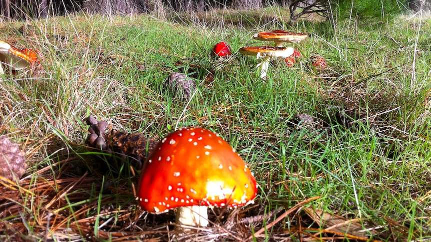Mushrooms growing in Kuitpo Forest.