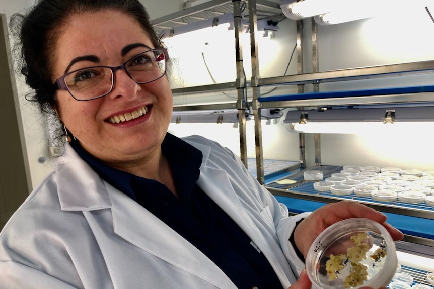 A woman in a white lab coat smiles at the camera while holding a petri disk of gold cotton samples.