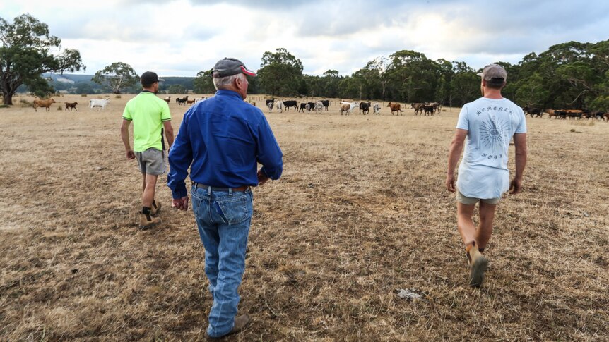 Ron Woodall with twin grandsons Jayden and Lachlan checking on the Brahman cattle used for breeding bulls.