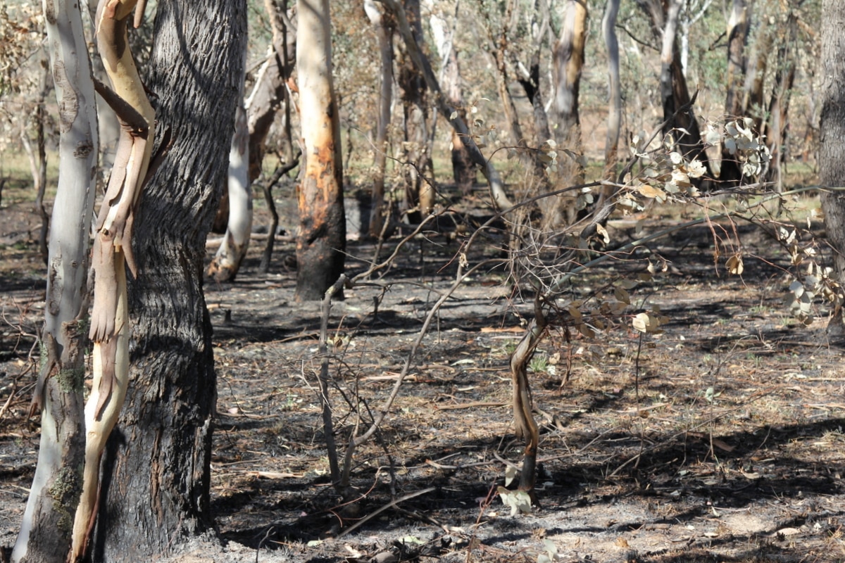 WA's Prescribed Burns Threaten Biodiversity Amid Climate Change ...