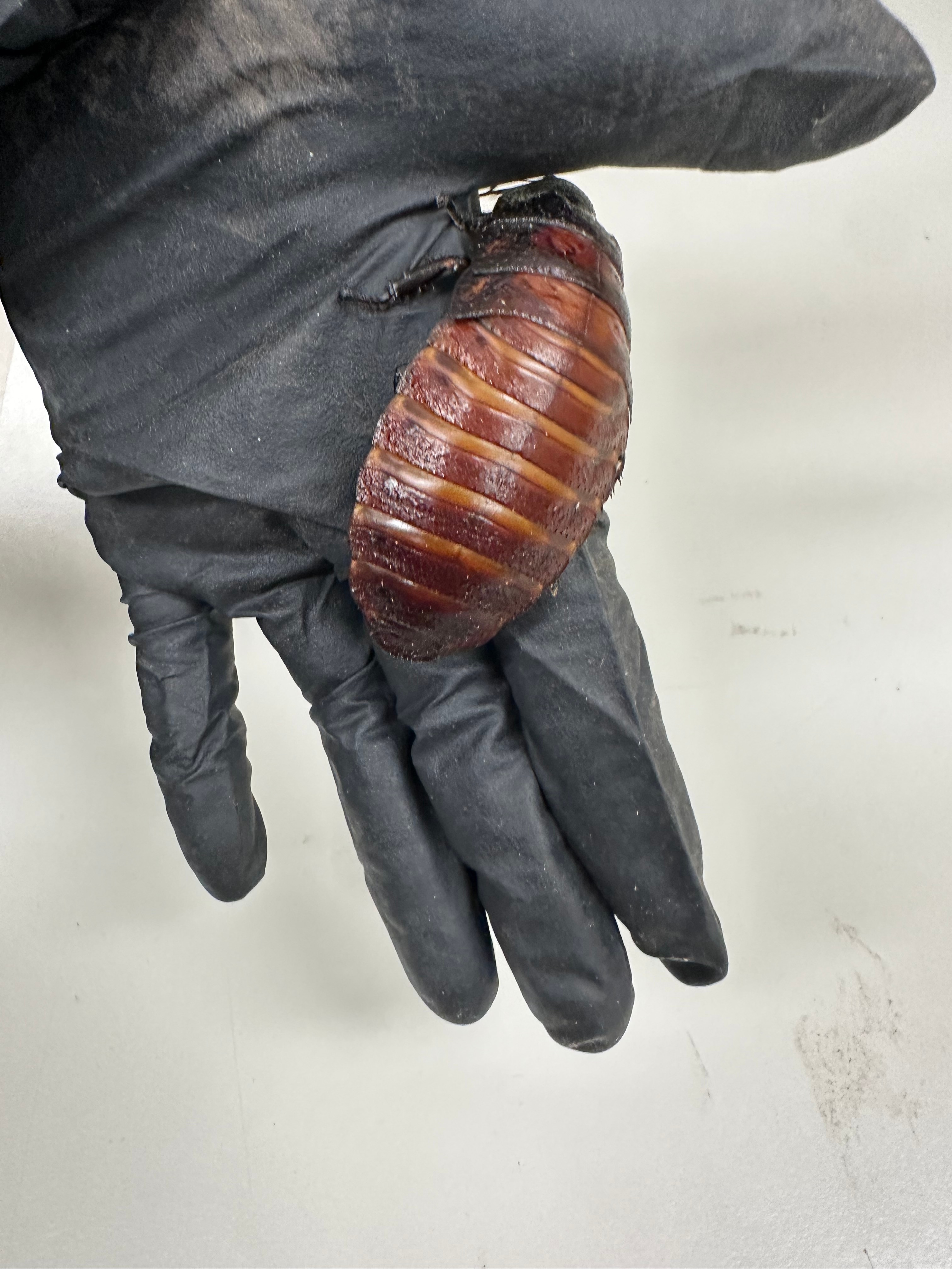 Madagascar hissing cockroaches among $200,000 invertebrate seizure — WellsTrack