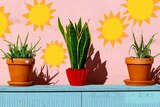 Two aloe vera plants and a snake plant on a shelf against a pink concrete wall with suns, finding the best light for plants.