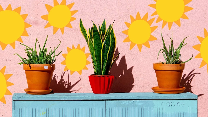 Two aloe vera plants and a snake plant on a shelf against a pink concrete wall with suns, finding the best light for plants.