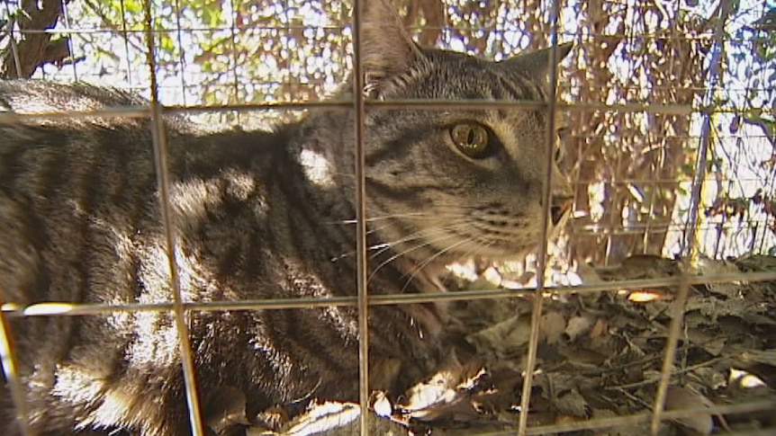 A tabby cat sits in a wire cage.