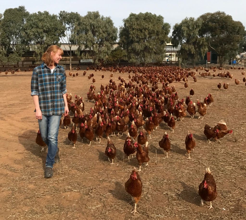 The accidental chicken farmer - ABC News