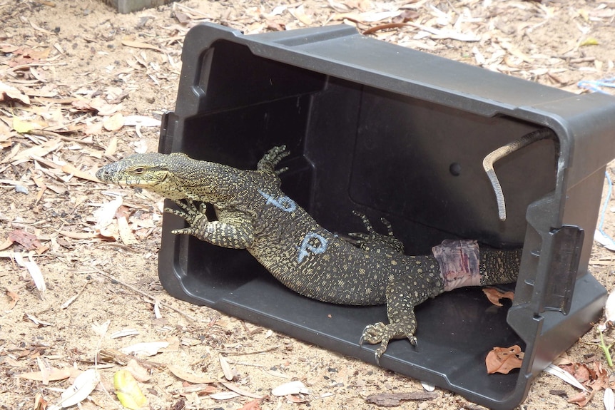 Goanna tracking