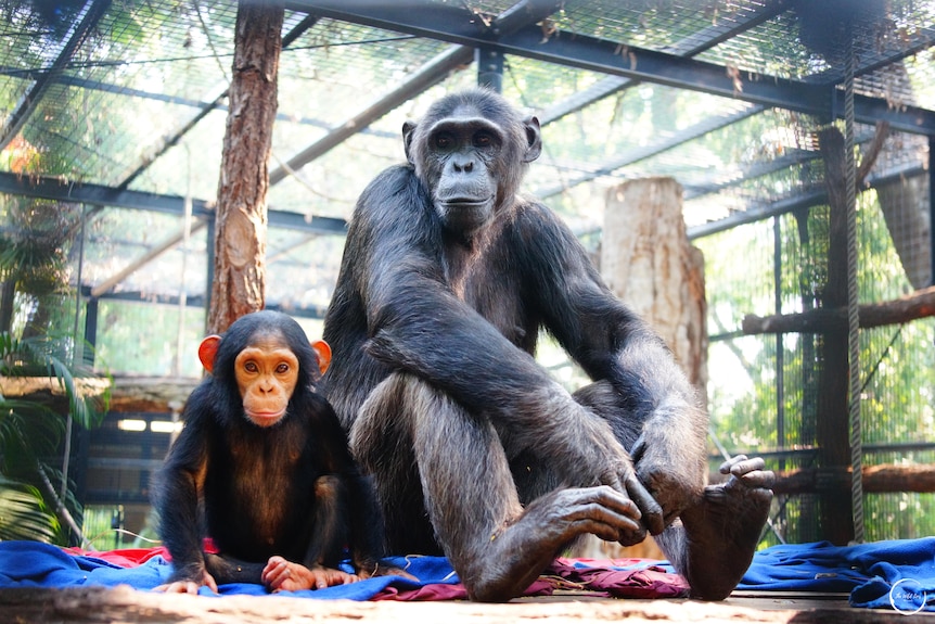 An adult chimpanzee sits beside a baby chimp ion in an enclosure surrounded by leaves and trees, both look at the camera.