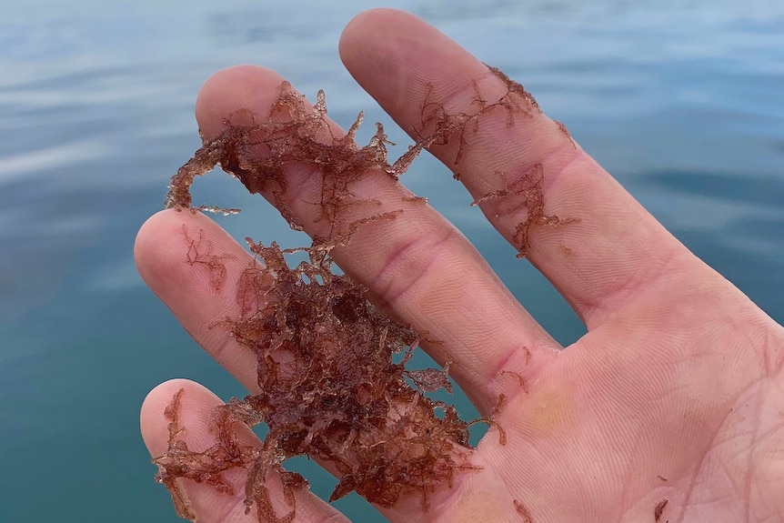 A hand holds red seaweed.