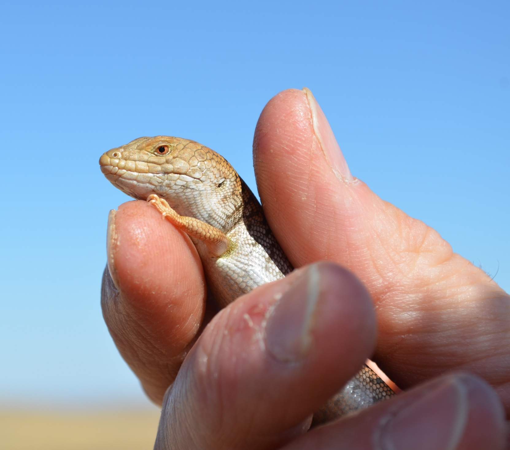 Reading comprehension worksheets for kids animals. Ящерица на английском. Lizard have got shorter eyes. Lizards have got eyes than frogs перевод на русский. Lizards have got eyes than frogs.