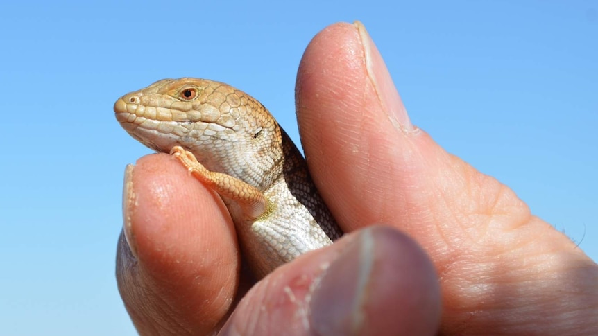 Pygmy blue-tongue