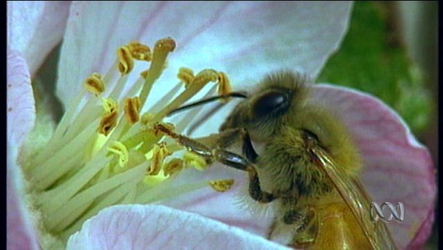Bee collects pollen from flower stamen