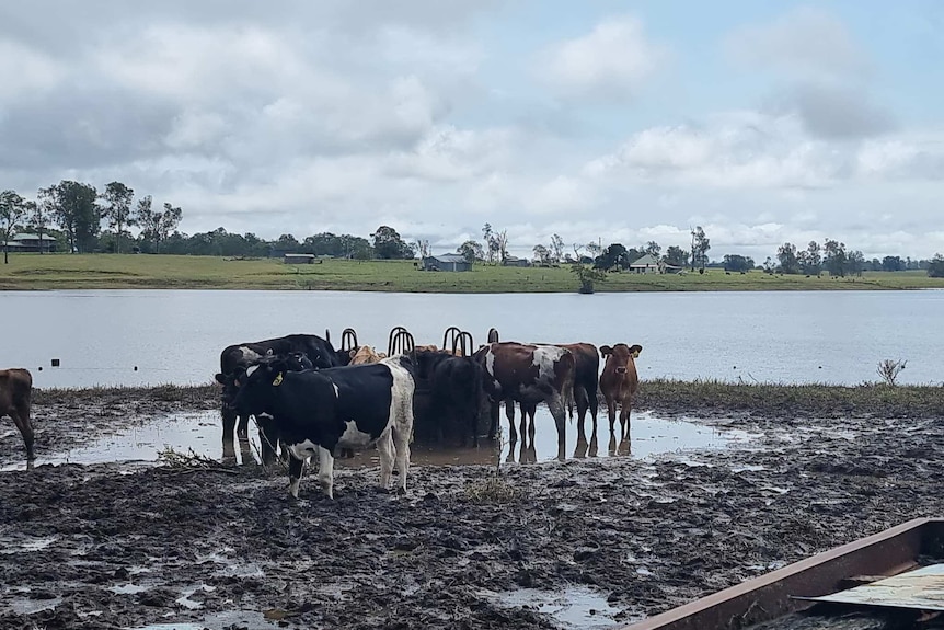 Cattle receive feed after surviving floods in Lismore and Casino. 
