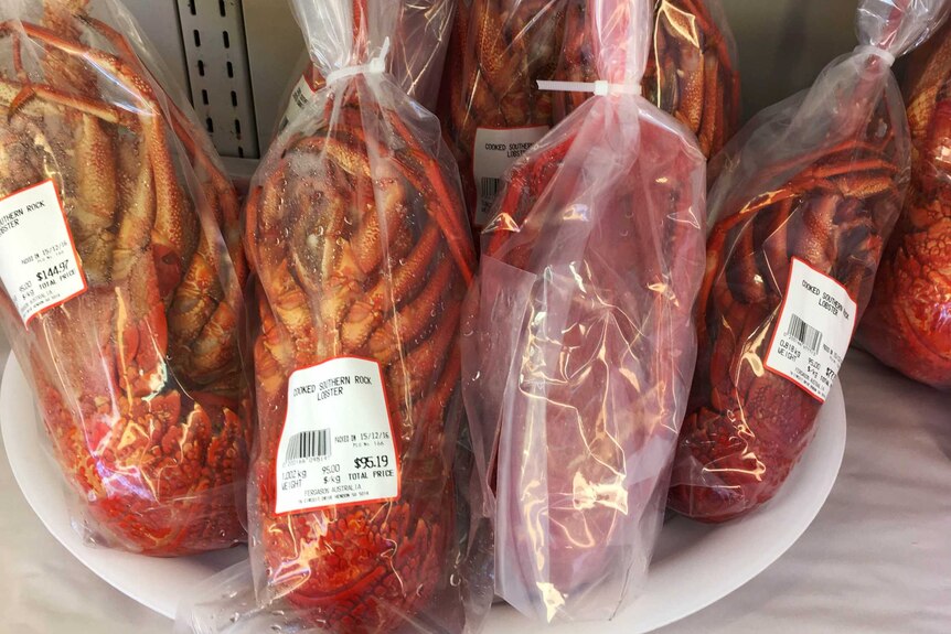 Lobster bagged and priced for Christmas sale
