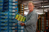 Tim Elliott, Berry Creek packing shed manager, holds a tray of mangoes.