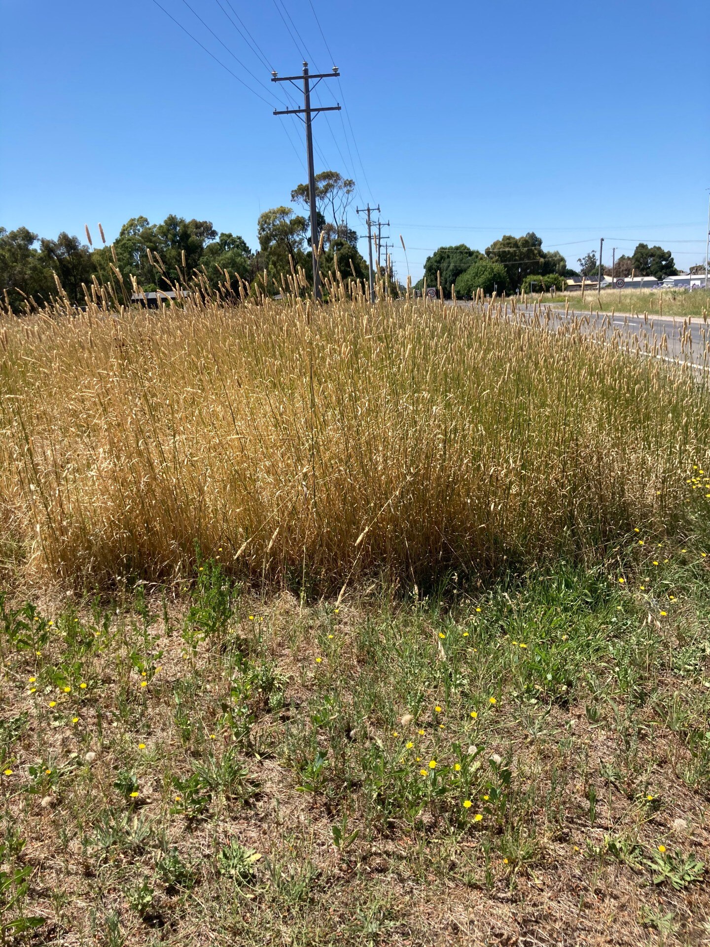 Long, dry, grass growing on the side of a country road.