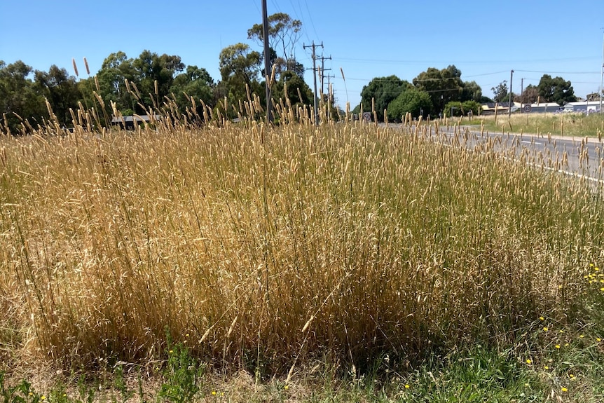 Long, dry, grass growing on the side of a country road.