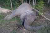 The body of critically endangered Sumatran elephant, named Yongki, lies on the ground