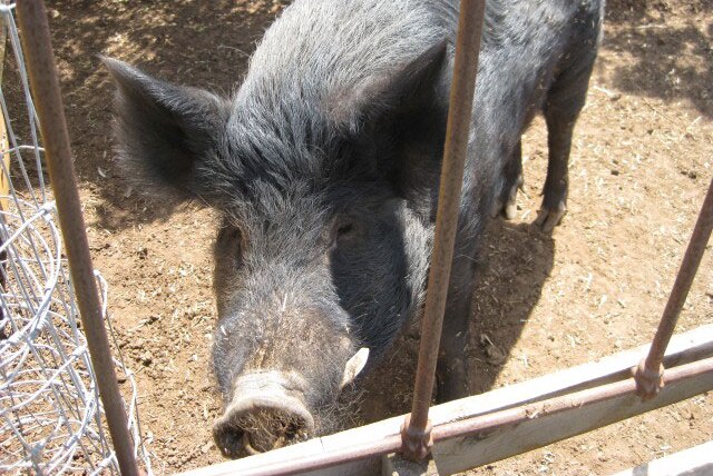 Feral pig found by Queensland police chewing on cannabis plants at a property at Meringandan West