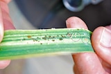 Russian Wheat Aphids with common cereal aphids. Fungal diseased aphids circled