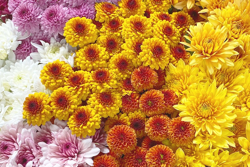 A bunch of about 50 yellow, pink, white and orange flowers all together.