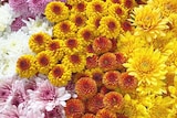 A bunch of about 50 yellow, pink, white and orange flowers all together.