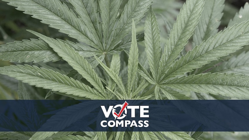 Vote compass medical marijuana