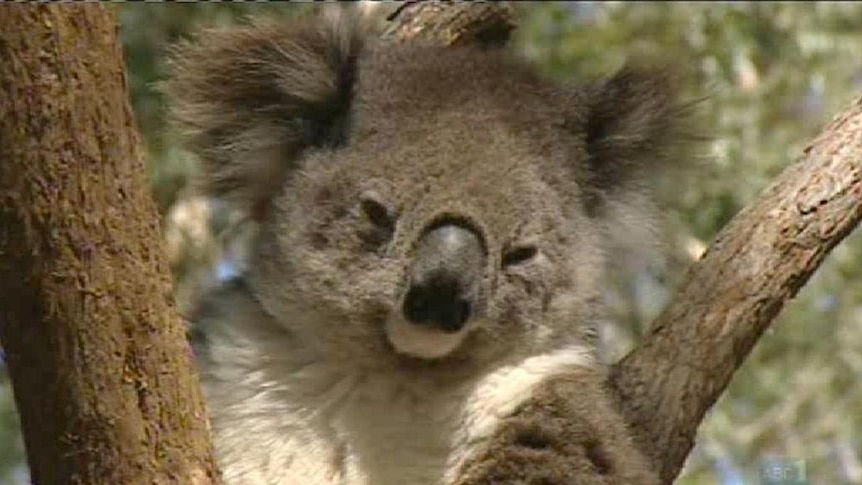 Fears logging may threaten koalas