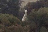 Close up photograph of white or albino kangaroo in piece of bush, looking at camera with paddock behind