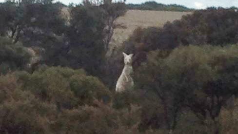 Close up photograph of white or albino kangaroo in piece of bush, looking at camera with paddock behind